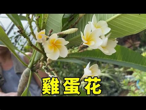 門口種雞蛋花風水|如何用雞蛋花提升學習運？